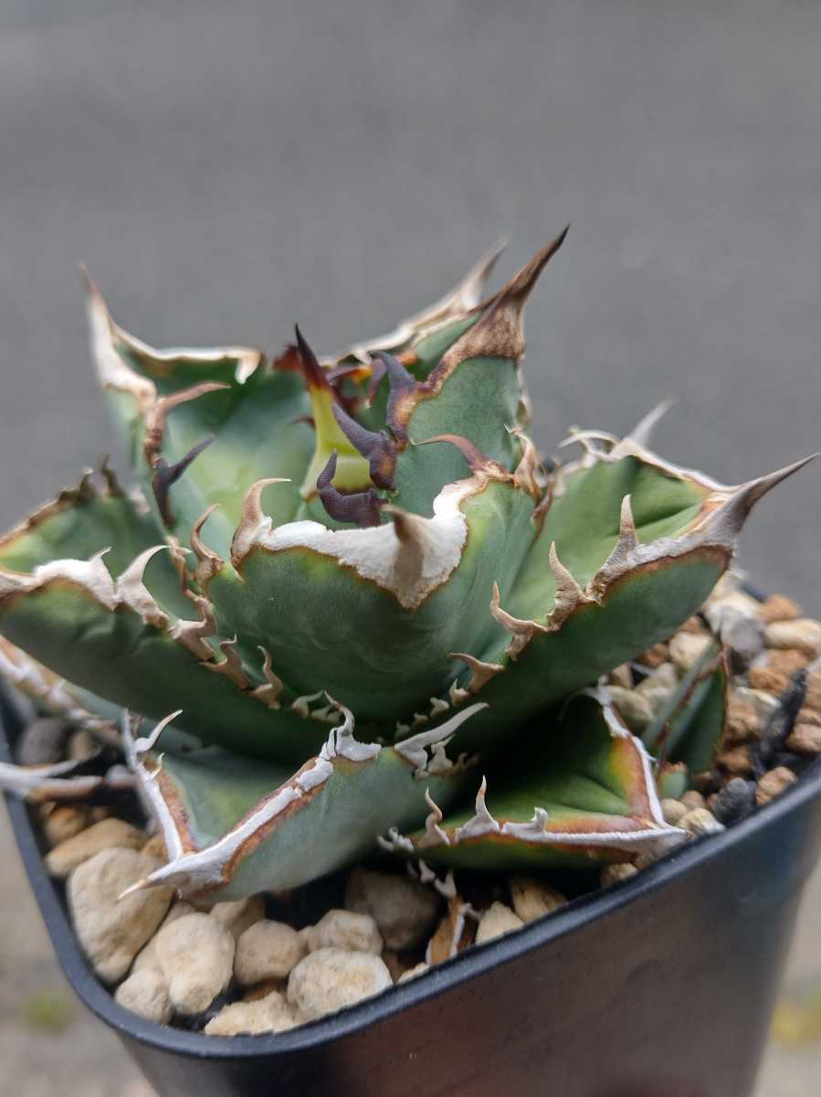 Yahoo!オークション - 【AGAVE TITANOTA sierra mixteca white Yahoo!オークション - 【AGAVE TITANOTA sierra mixteca white