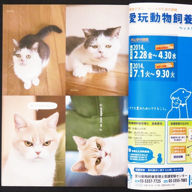 本 雑誌 「猫ぐらし 2014年 春号」 アスペクト 人をハッピーにする猫サプリ/猫の聖地 マルタの旅/九州一の猫町をめぐる 長崎ねこ散歩_画像6