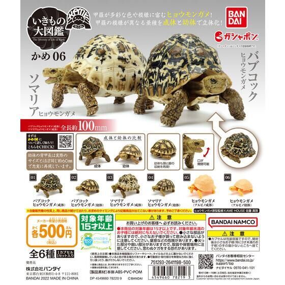 いきもの大図鑑 かめ06 ガシャポン ガチャ ヒョウモンガメ アルビノ成体 生き物フィギュア_画像2