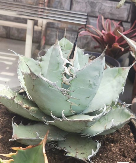多肉植物アガベ チタノタ白冰極上子株|Yahoo!フリマ(旧PayPay 多肉植物アガベ チタノタ白冰極上子株|Yahoo!フリマ(旧PayPay