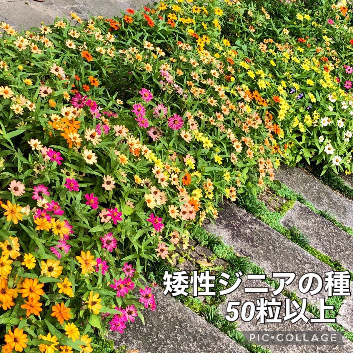 花の種　千鳥草（ラークスパー）　ストロベリーキャンドル　リナリア