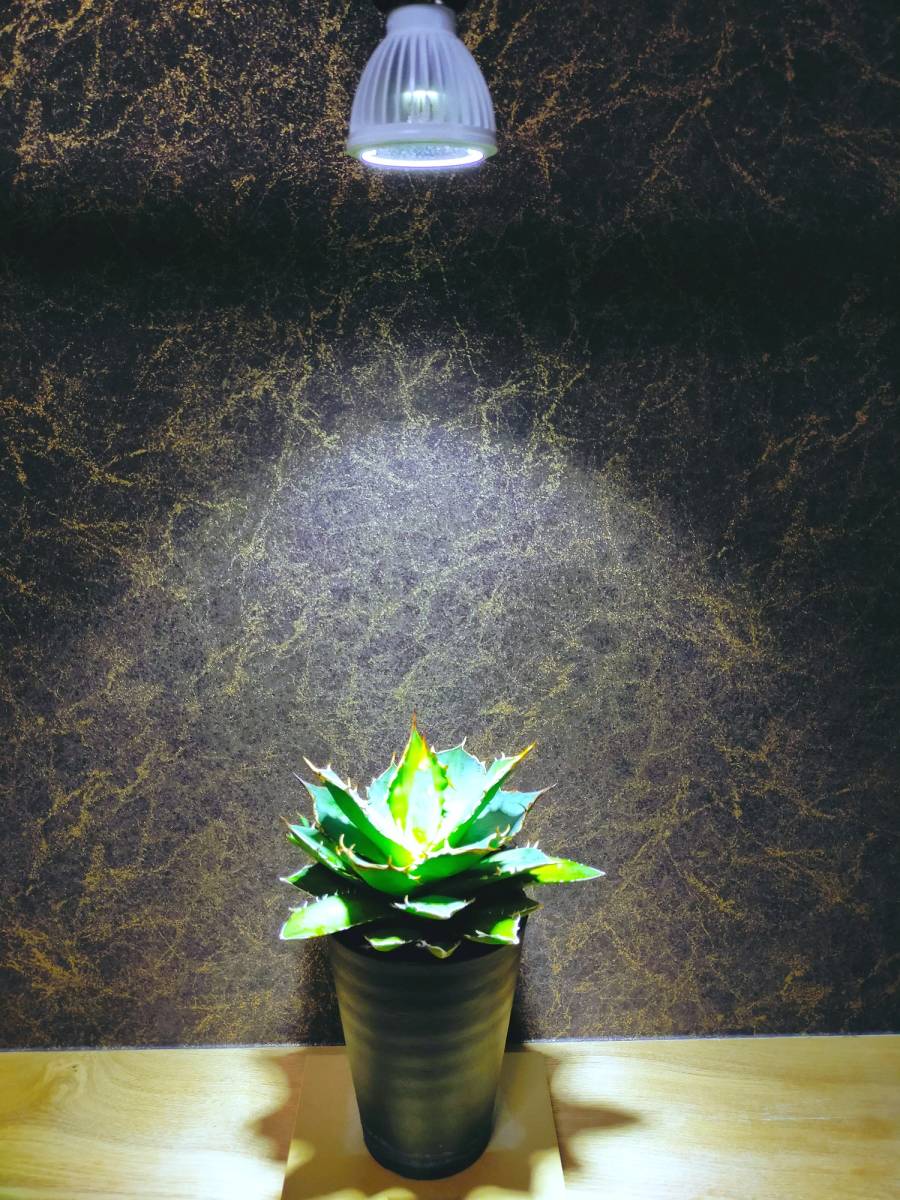植物育成ライト 30W 6000K 2個 白色 太陽光 フルスペクトルLED