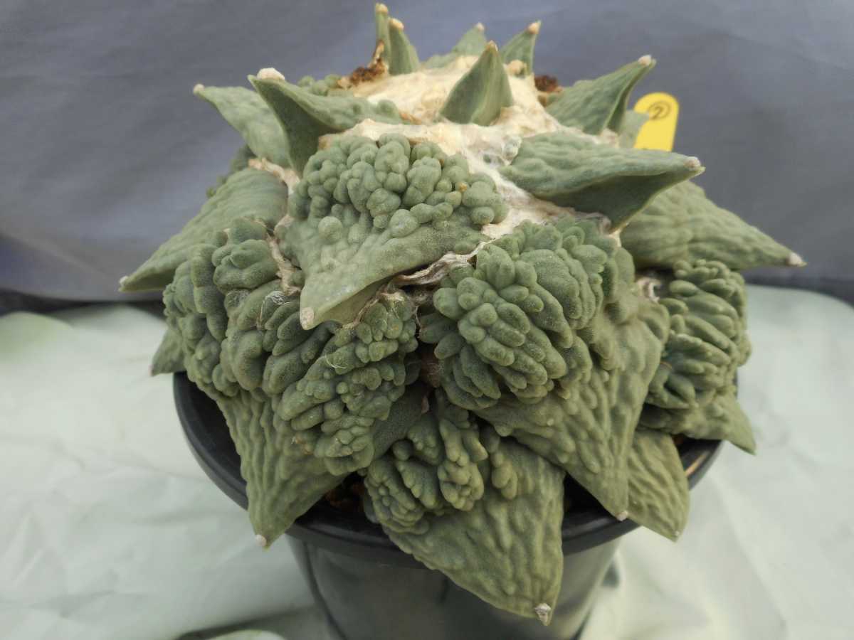 サボテン⑦ アリオカルプス カリフラワー花牡丹 実生 サボテン⑦ アリオカルプス カリフラワー花牡丹 実生