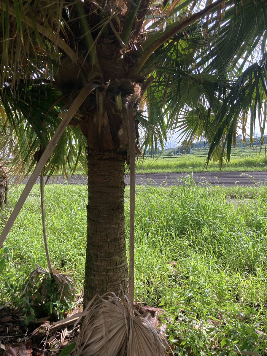  cocos nucifera. tree 