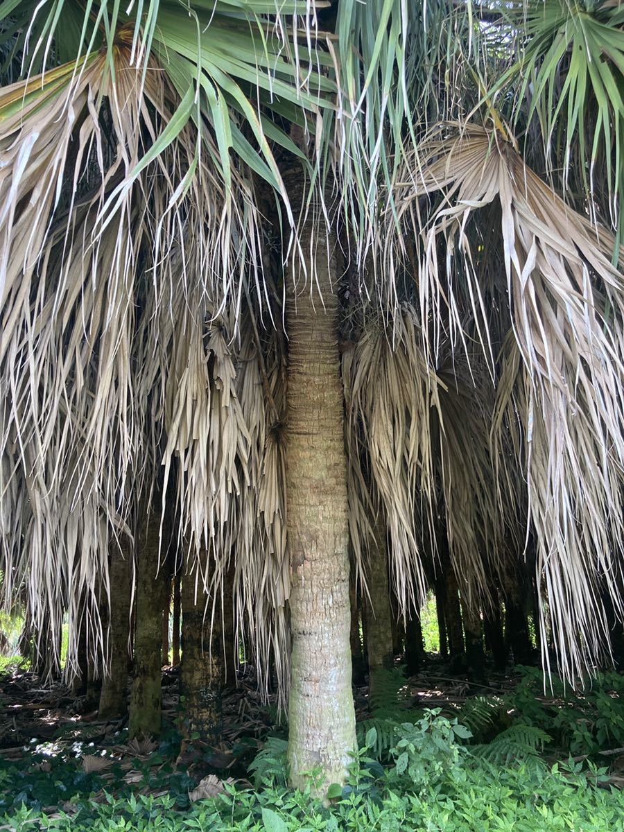  cocos nucifera. tree 