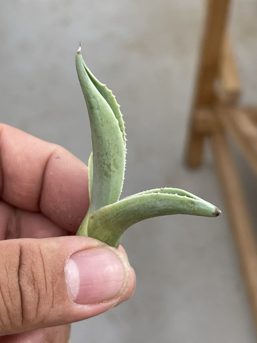 アガベ 多肉植物 オバティフォリア オルカ子株発根済み - www