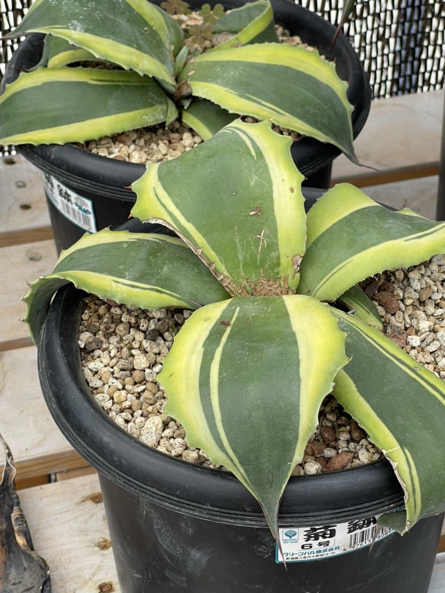 アガベ 多肉植物 オバティフォリア オルカ子株発根済み - www