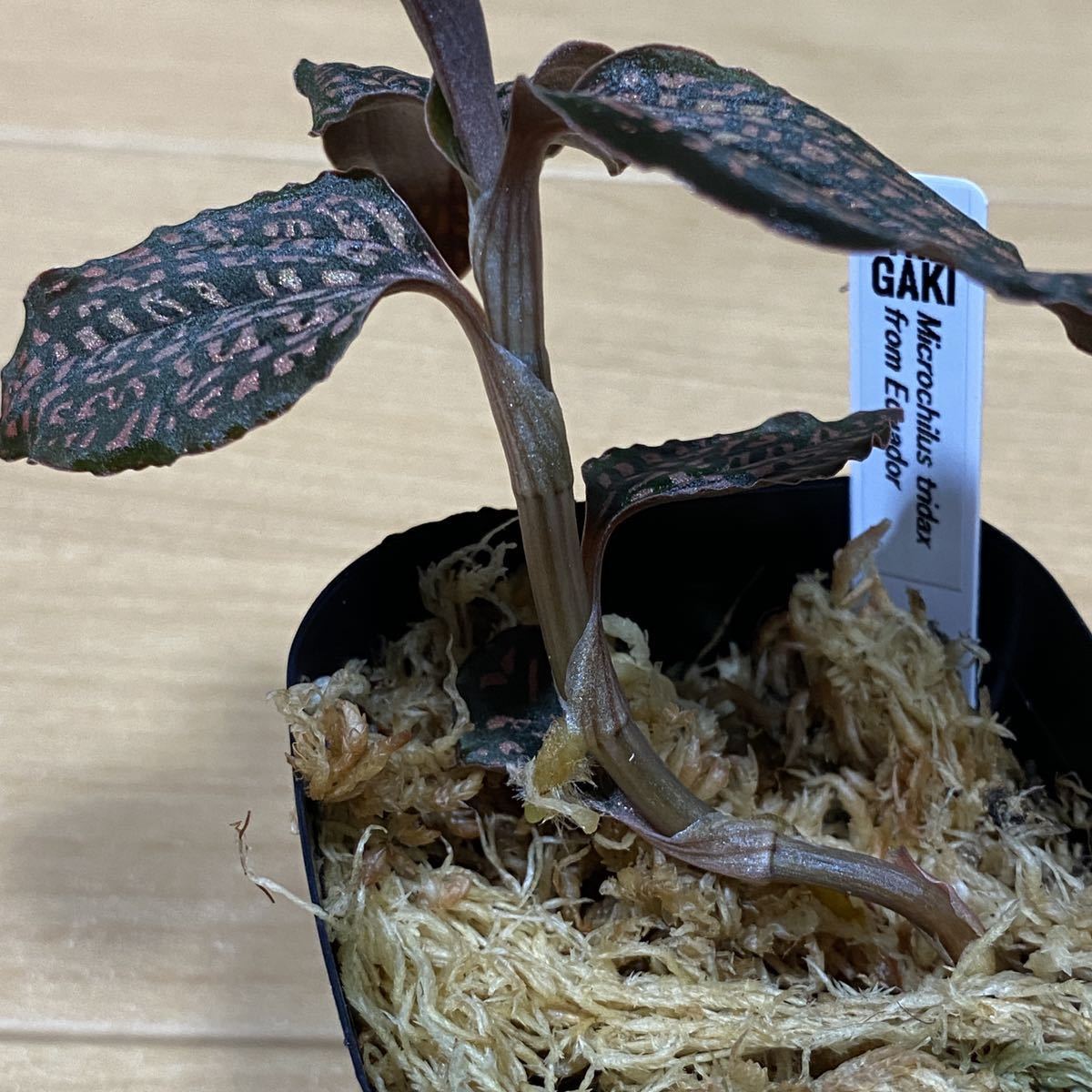 Yahoo!オークション - 【赤ドット】Microchilus tridax from Yahoo!オークション - 【赤ドット】Microchilus tridax from