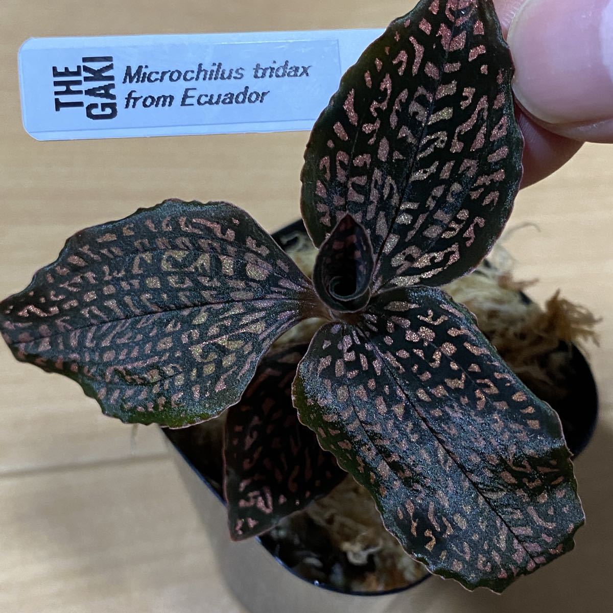 Yahoo!オークション - 【赤ドット】Microchilus tridax from Yahoo!オークション - 【赤ドット】Microchilus tridax from