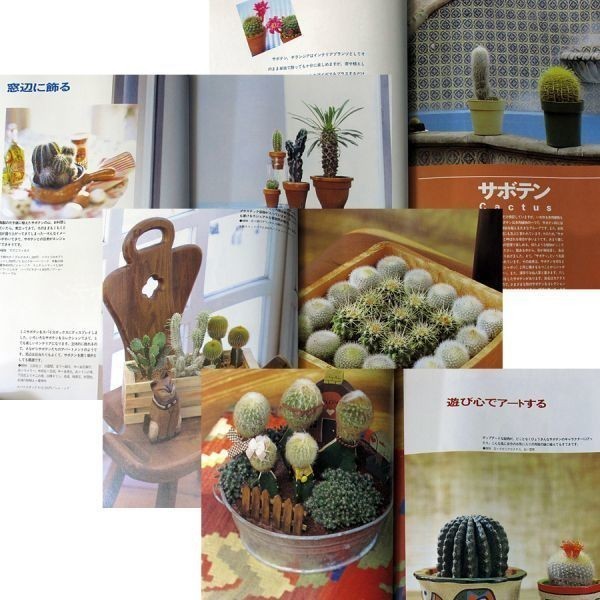 * superior article immediate payment * cactus &chi Ran jial succulent plant potted plant ....ko-tine-to guide work example making person interior plant .. person decorative plant #s