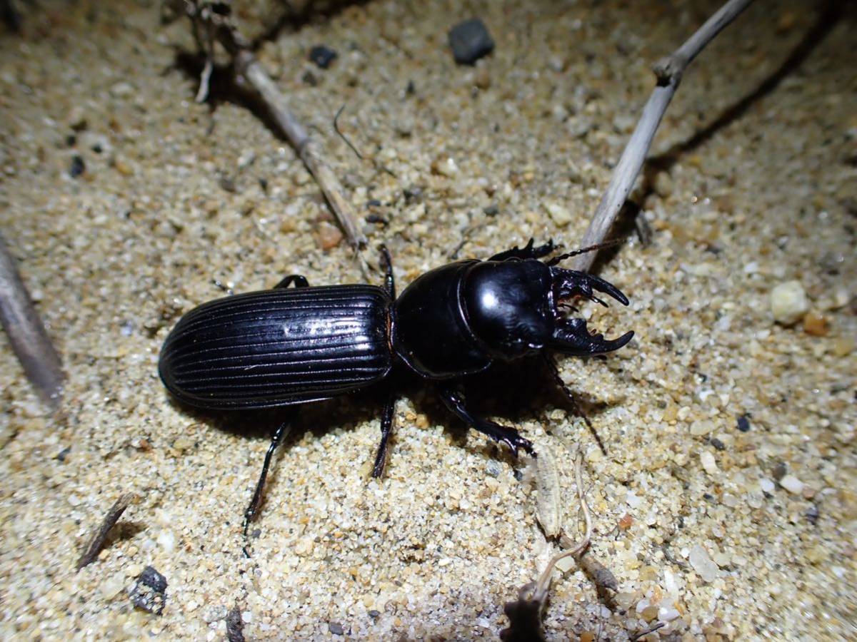 関西産オオヒョウタンゴミムシ4頭
