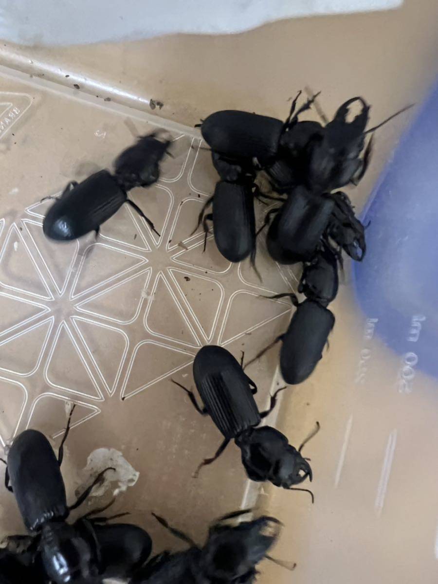 関西産オオヒョウタンゴミムシ4頭 2