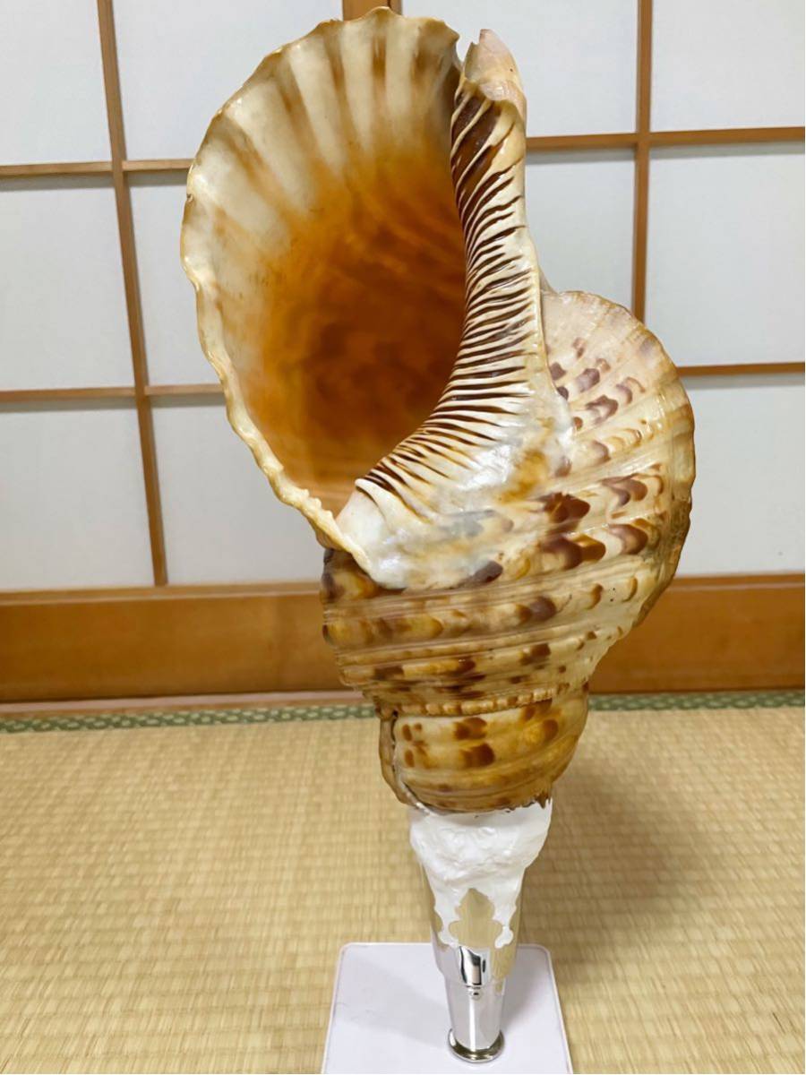 割引オーダー 大型修験道法螺貝 ホラガイ ほら貝 山伏 密教 魔除け 熊