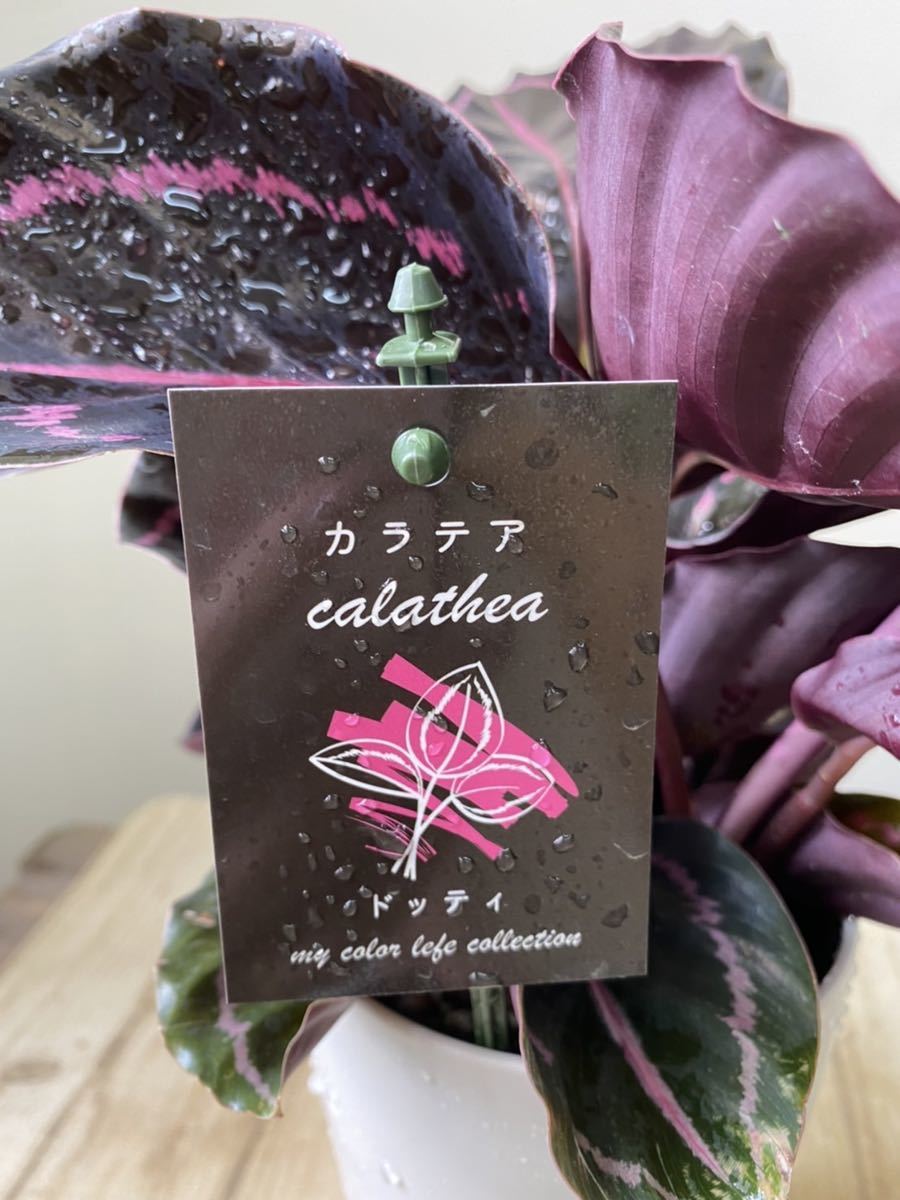 カラテア ドッティ 高さ約30 4寸 観葉植物 売買されたオークション情報 Yahooの商品情報をアーカイブ公開 オークファン Aucfan Com カラテア ドッティ 高さ約30 4寸 観葉植物 売買されたオークション情報 Yahooの商品情報をアーカイブ公開 オークファン Aucfan Com