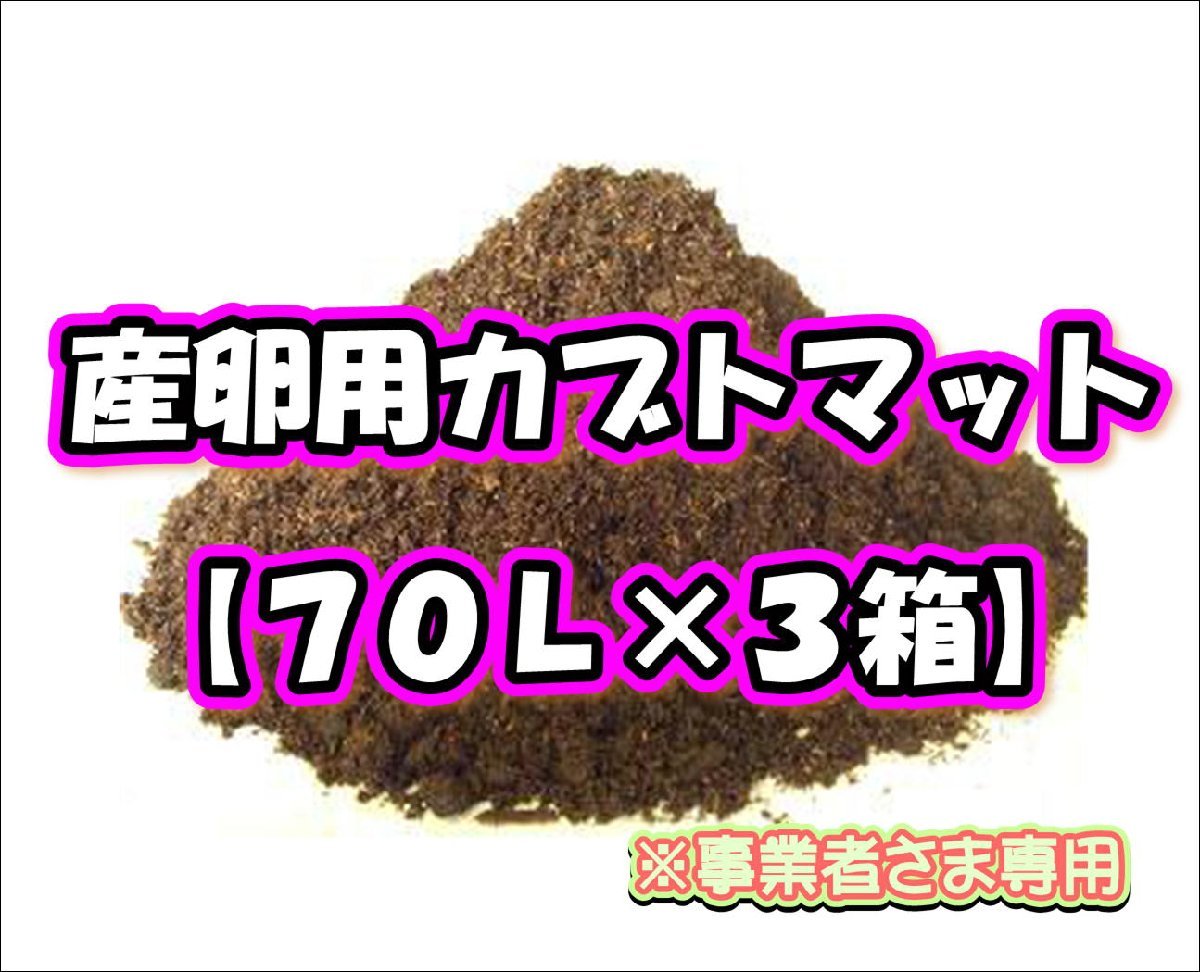 大人も着やすいシンプルファッション 【配送条件あり】産卵用カブトマット 70L(大袋)【3箱】 マット、床材 大人も着やすいシンプルファッション 【配送条件あり】産卵用カブトマット 70L(大袋)【3箱】 マット、床材