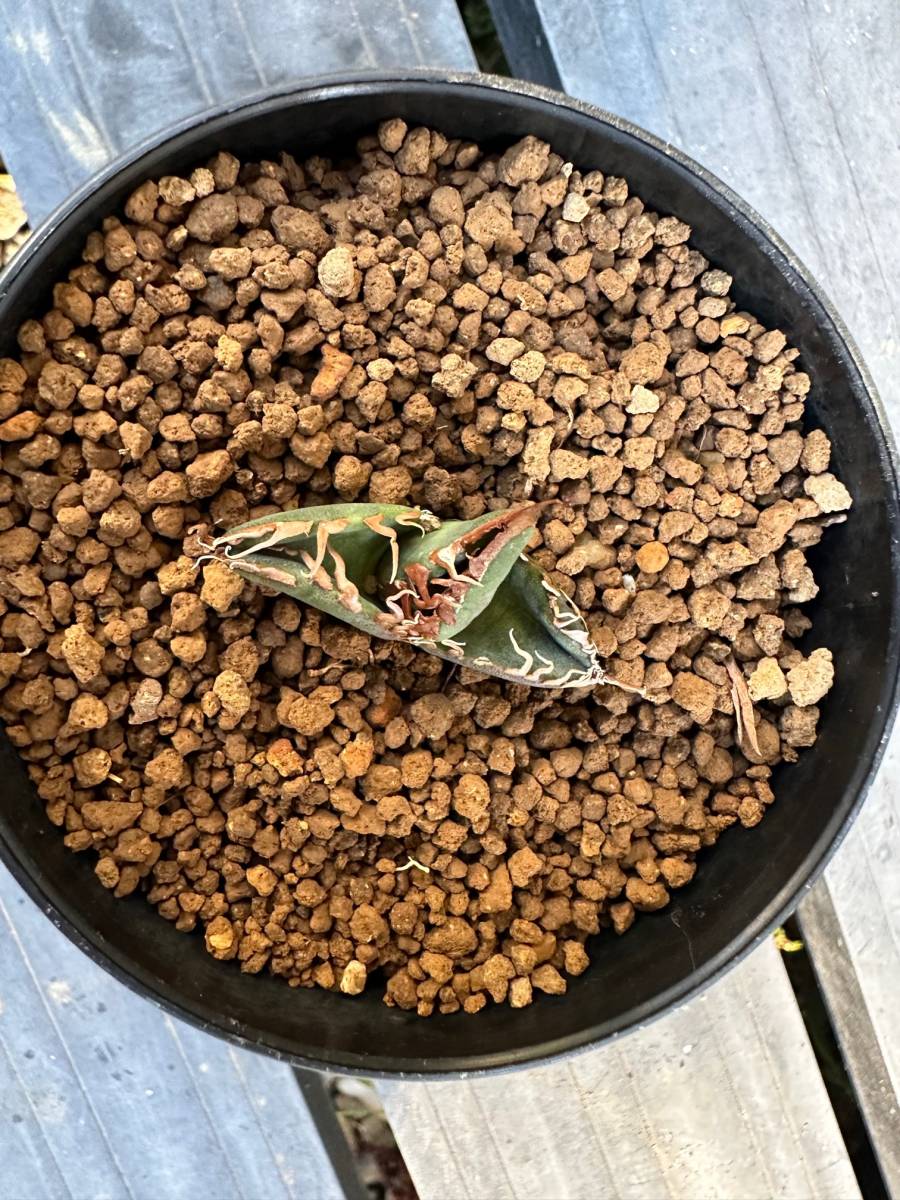アガベ スーパーチタノタ チタノタ 小株 Super titanota CACTUS アガベ スーパーチタノタ チタノタ 小株 Super titanota CACTUS