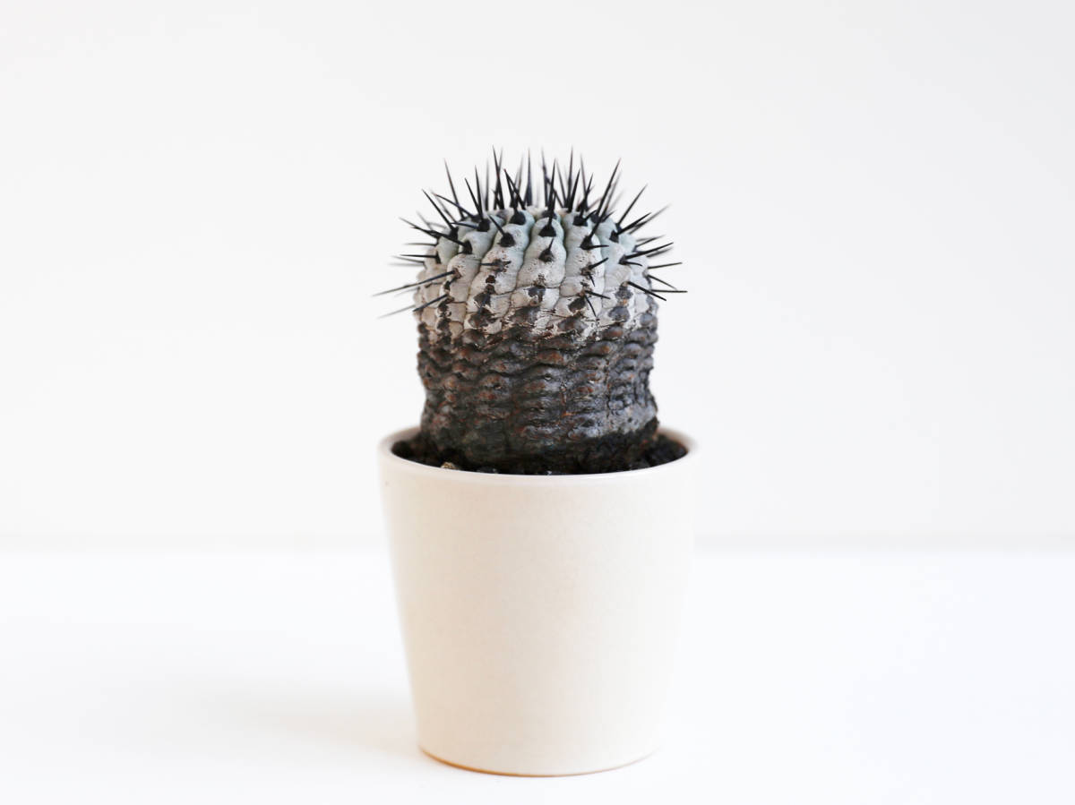 幻のサボテン ○ コピアポア コルムナアルバ 孤竜丸 発根済 Copiapoa