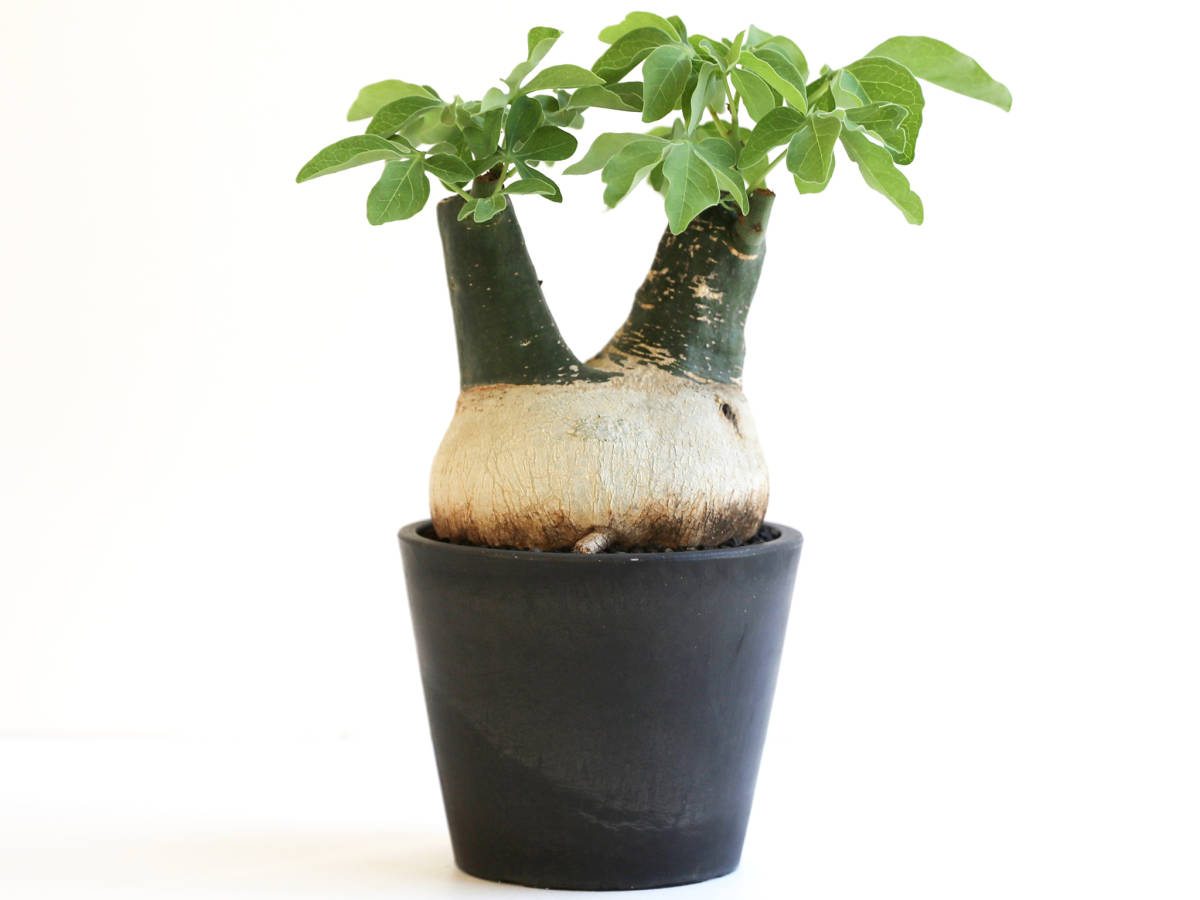 SALE/91%OFF】 アデニア グラウカ botanize zen sergiani-garden.gr