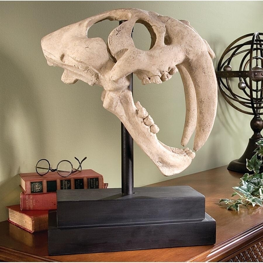 サーベルタイガーの頭骸骨（スカル）工芸品彫像 彫刻 更新世 ネコ科 スミロドンの頭骨 化石 古生物/ 生物学（輸入品）