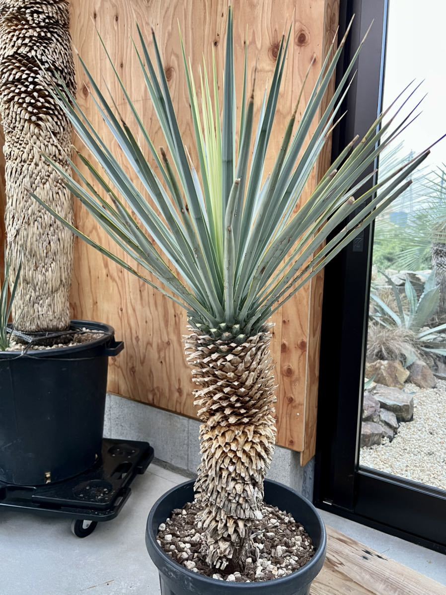 シルバーグレー サイズ ユッカ リギダ 実生 5株 - 植物/観葉植物