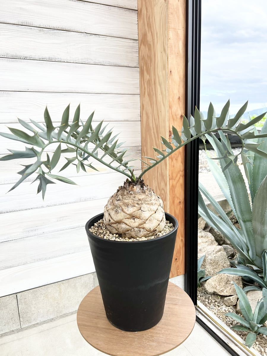 Encephalartos horridus エンセファラルトス　ホリダス　大_一生モノ