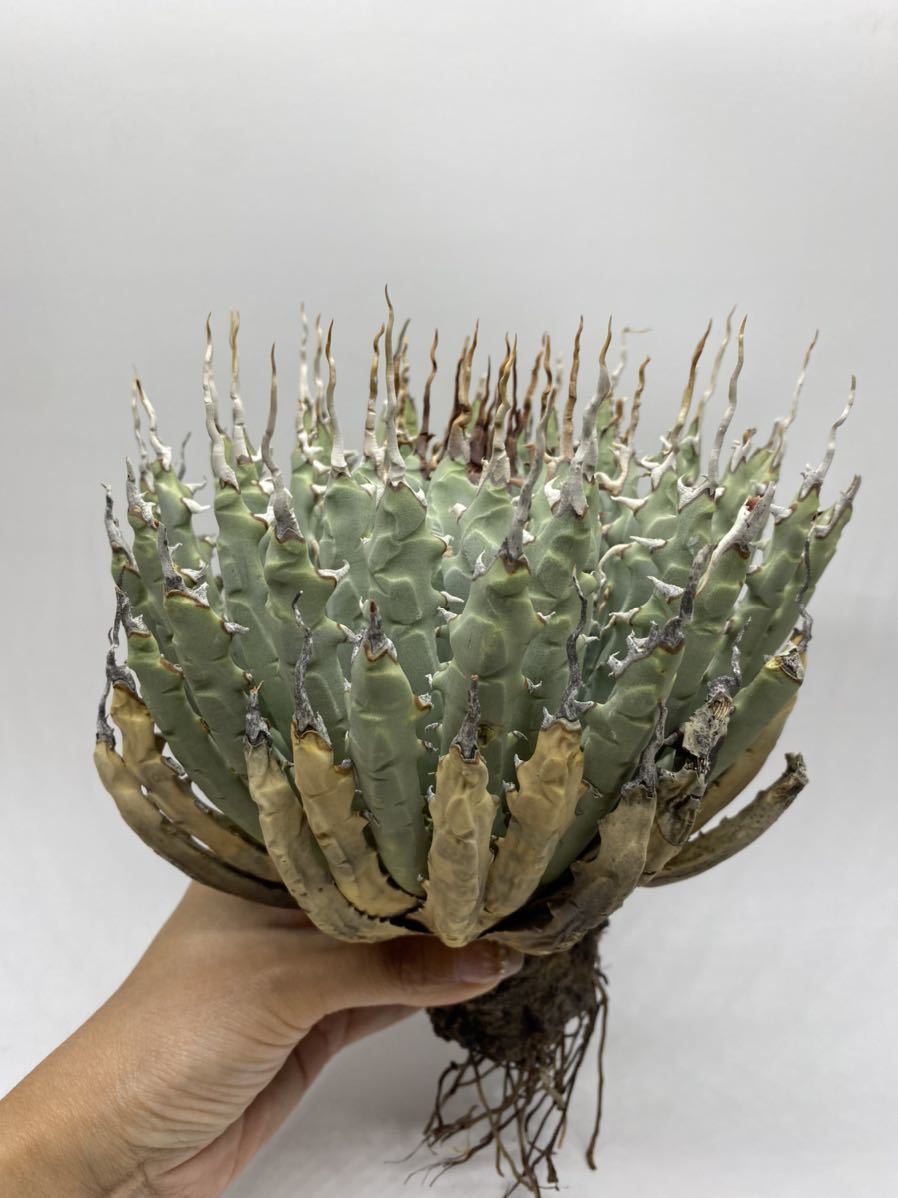 S923-41陽炎大株厚肉アガベ ユタエンシス /Agave utahensis sariater