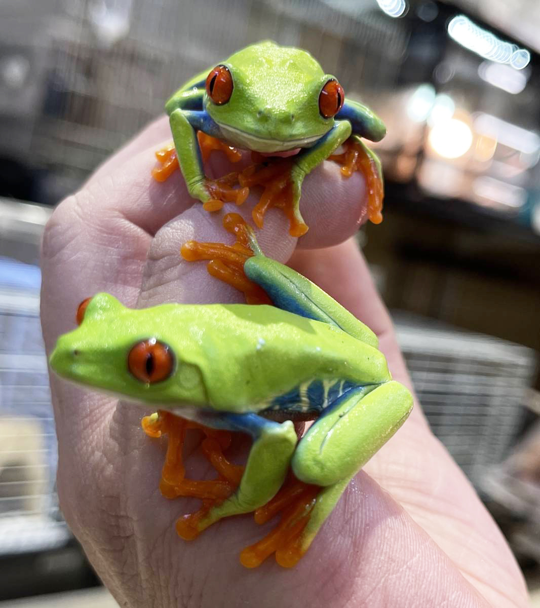 雄♂雌♀ペア？★★★ アカメアマガエル ★★★ 綺麗！生体 飼込み個体 美しい木の妖精 生体 両生類 カエル 蛙 両生類飼育