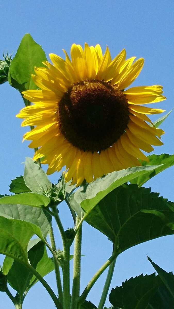 【花の種】ひまわり種 太陽の花 黄色の花 庭づくり_画像2