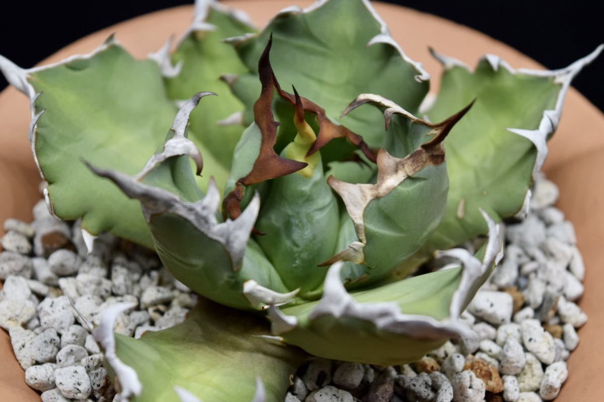 Agave titanotaアガベ チタノタ 農大No.1 充実苗(オテロイ、サボテン