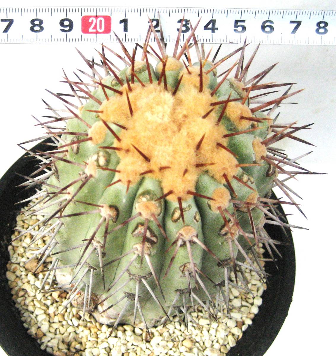 ①現地球 山木 Copiapoa コピアポア コルムナアルバ カキコ 白肌