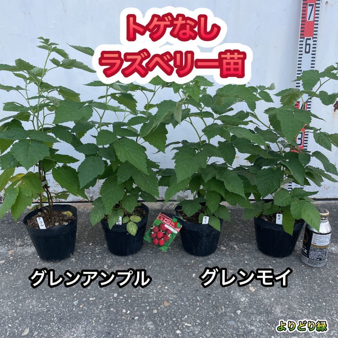 トゲなし ラズベリー苗 グレンアンプル & グレンモイ 5号鉢 トゲなし ラズベリー苗 グレンアンプル & グレンモイ 5号鉢