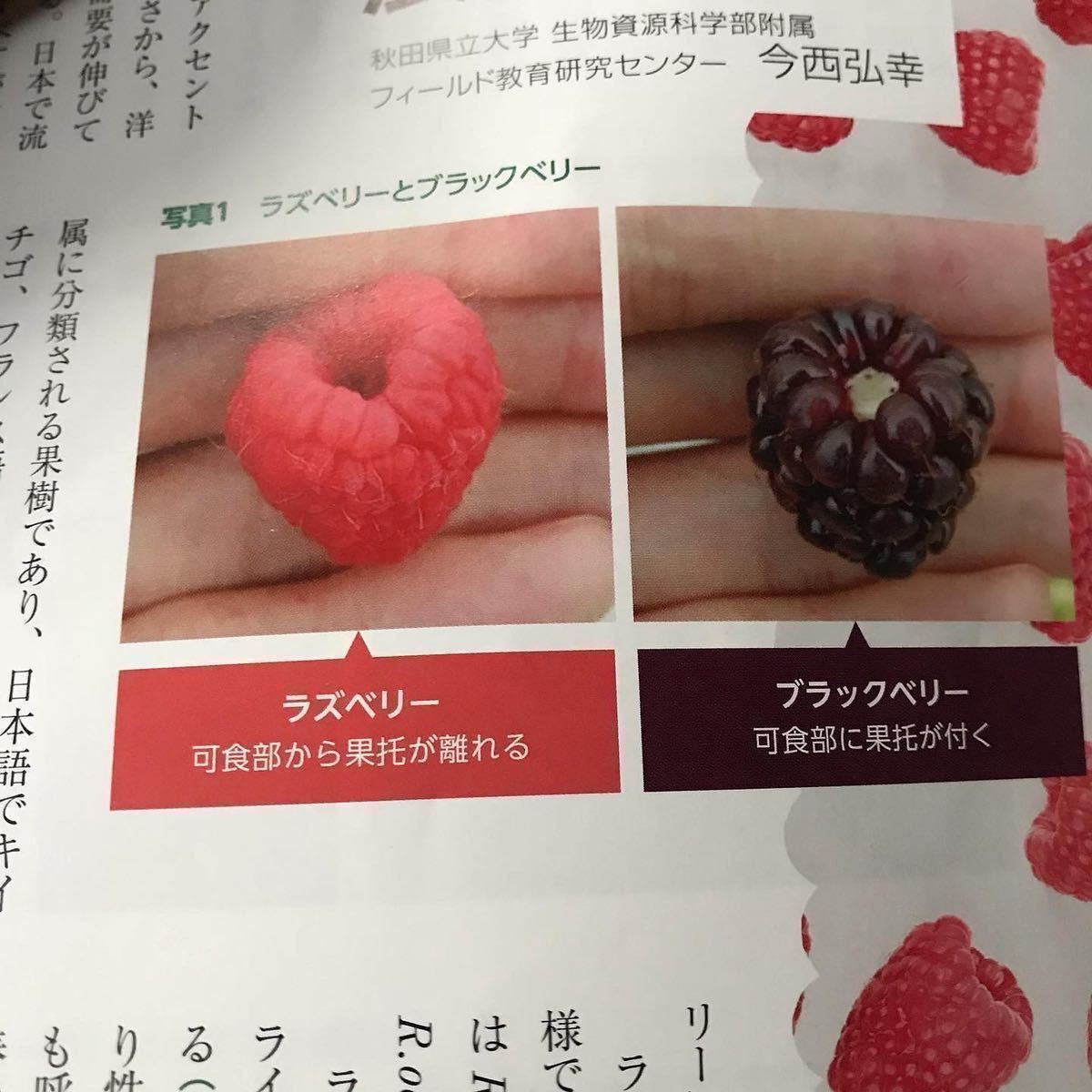 トゲなし ラズベリー苗 グレンアンプル & グレンモイ 5号鉢 トゲなし ラズベリー苗 グレンアンプル & グレンモイ 5号鉢