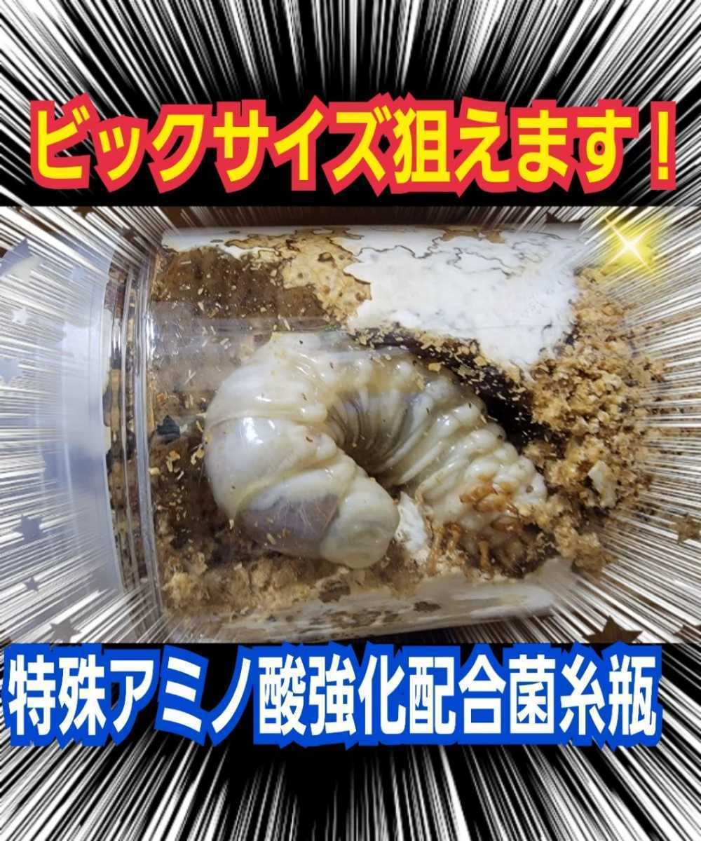 特選カワラタケ菌糸瓶【6本】タランドゥス、オウゴンオニ、レギウスに抜群！トレハロース・キトサン・ローヤルゼリーなど特殊アミノ酸強化_画像9