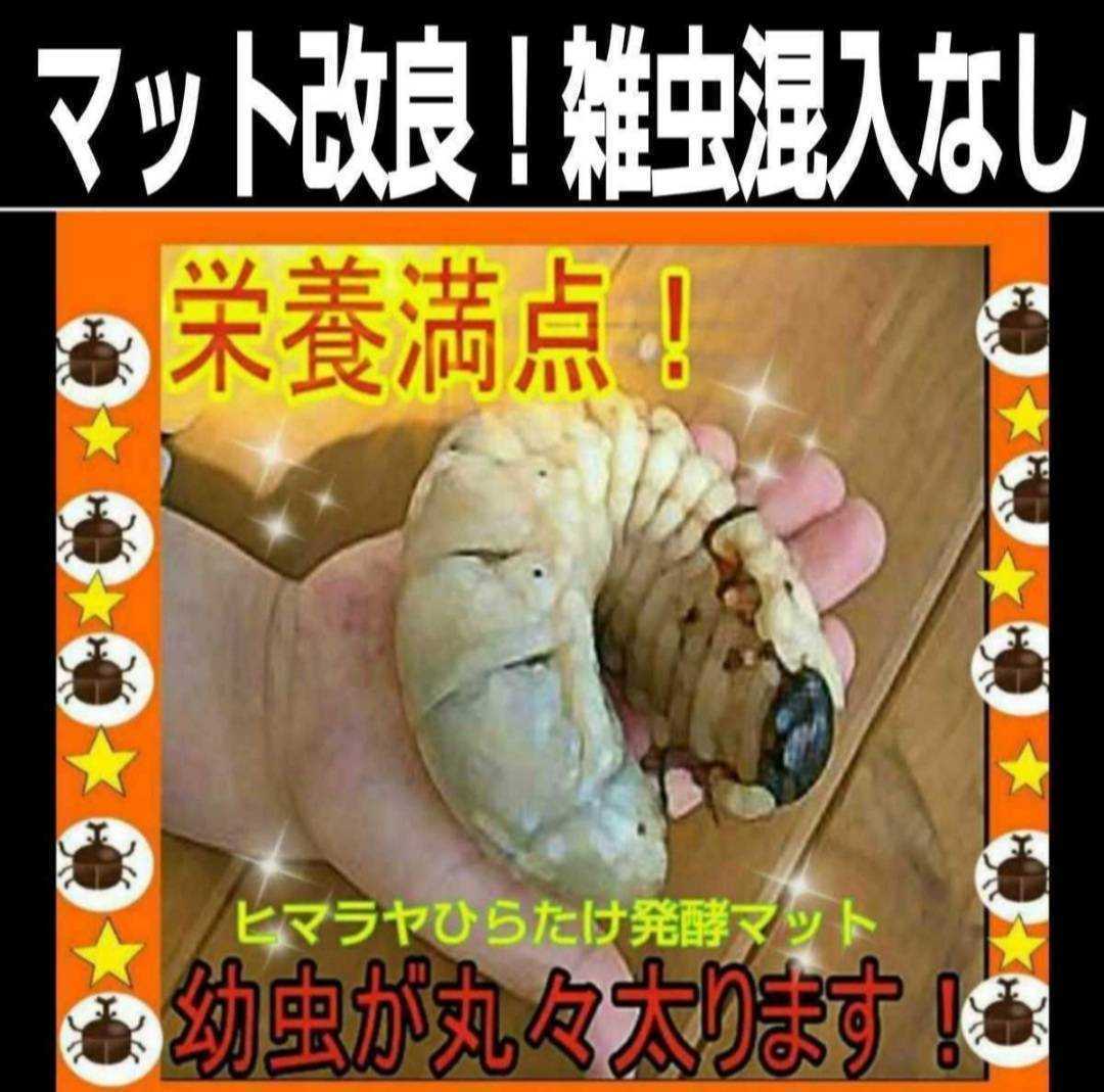 カブトムシ幼虫が大きくなる！発酵マット【60L】室内製造で雑虫混入100％なし！ カブトムシ幼虫が大きくなる 栄養添加剤入【改良版】ヒマラヤひらたけ