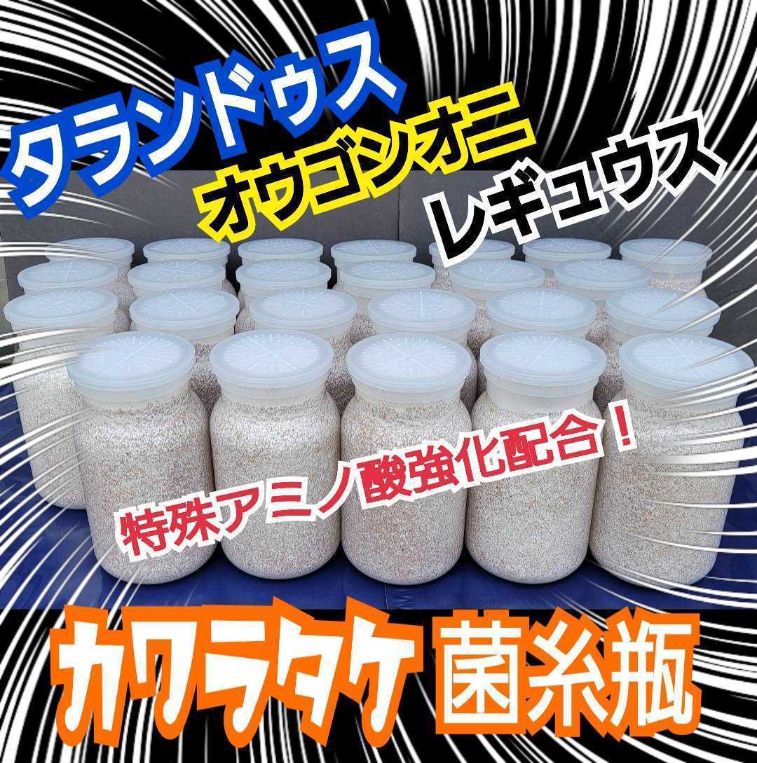 特選カワラタケ菌糸瓶【8本】タランドゥス、オウゴンオニ、レギウスに抜群！トレハロース・キトサン・ローヤルゼリーなど特殊アミノ酸強化