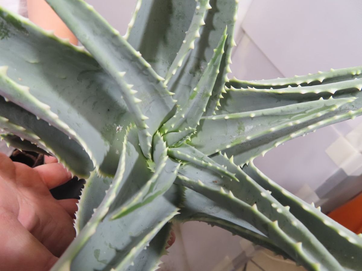 ヌ2136 実生 アロエ ピランシー 抜き苗 多肉植物 Aloe Pillansii 畑に地植え株 Apply Bzu Edu Pk ヌ2136 実生 アロエ ピランシー 抜き苗 多肉植物 Aloe Pillansii 畑に地植え株 Apply Bzu Edu Pk