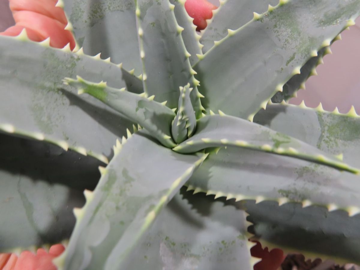 ネ172 「実生」アロエ ピランシー 抜き苗【多肉植物・Aloe ネ172 「実生」アロエ ピランシー 抜き苗【多肉植物・Aloe