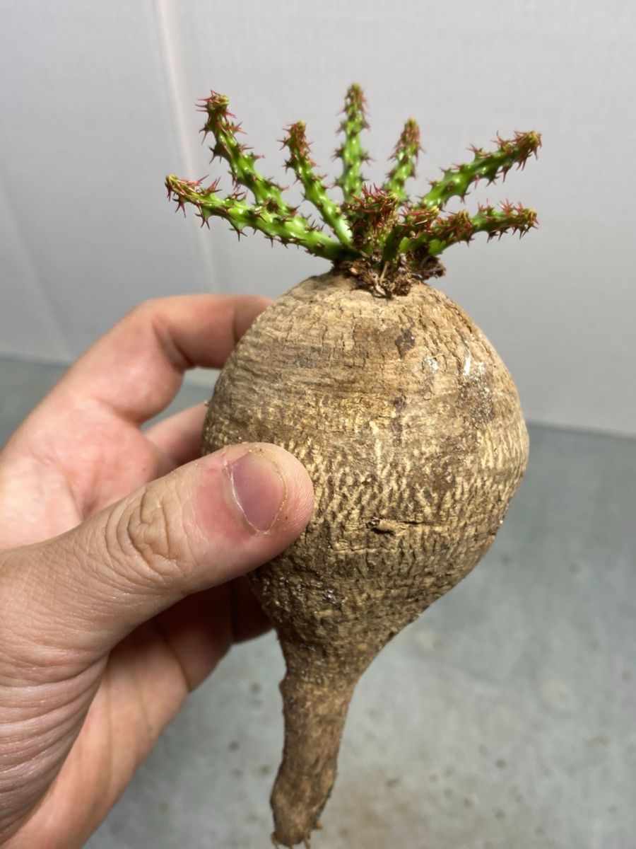 紺×赤 現地株 発根済ユーフォルビア デシドゥア【Euphorbia decidua