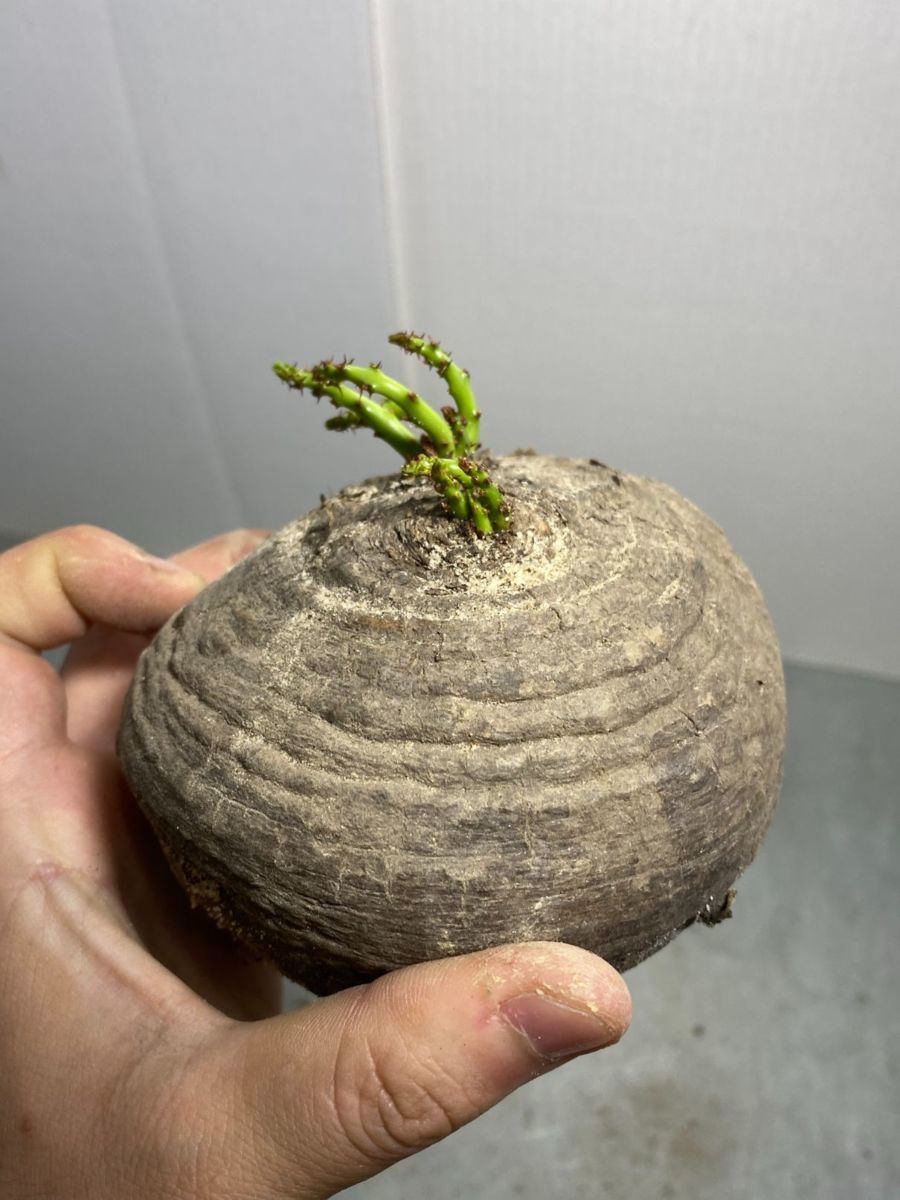 ヌ2302 「現地株】ユーフォルビア デシドゥア 大 抜き苗【畑に地植え株