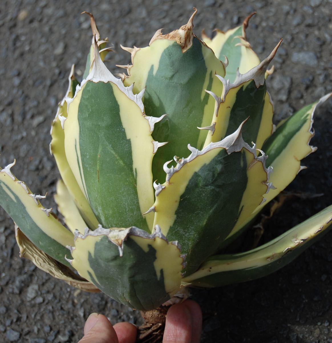 特大】【from US】アガベ チタノタ スナグル トゥース agave titanota