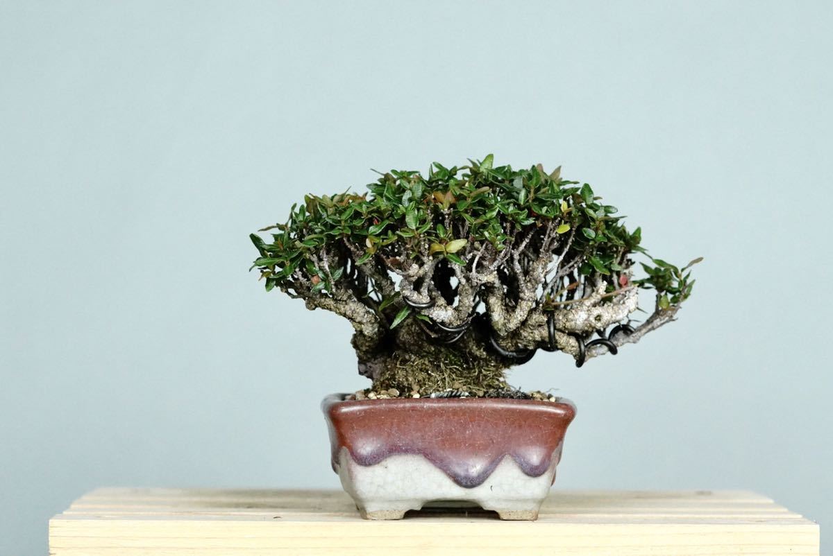 小品盆栽・ミニ〔チリメンカズラ〕おすすめ-