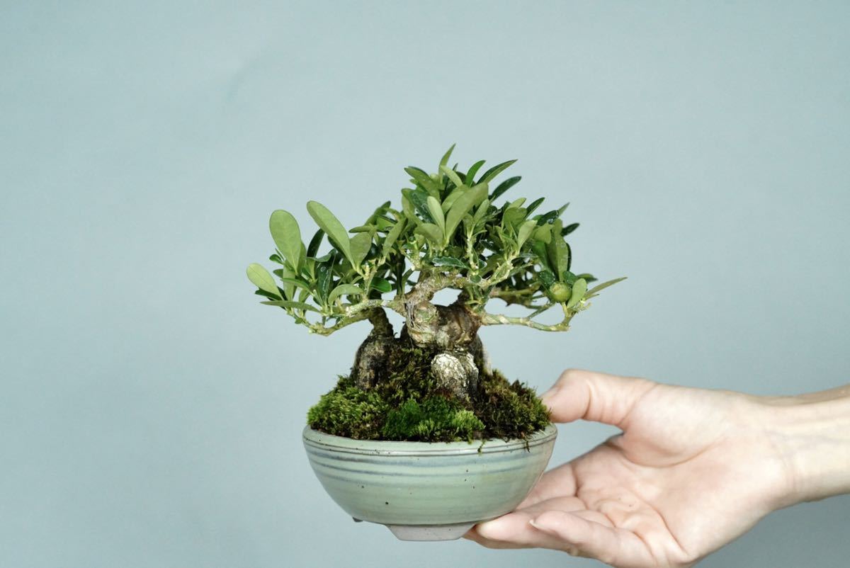 亦盆栽」小品盆栽 極上品 キンズ 金豆 実付き fuboru.co.id