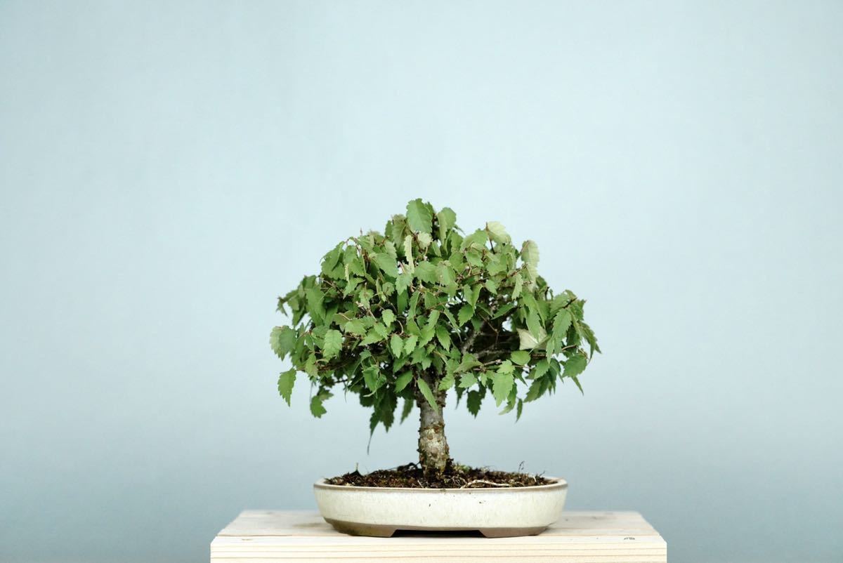 亦盆栽」小品盆栽 ケヤキ欅 www.quintcoach.com.br