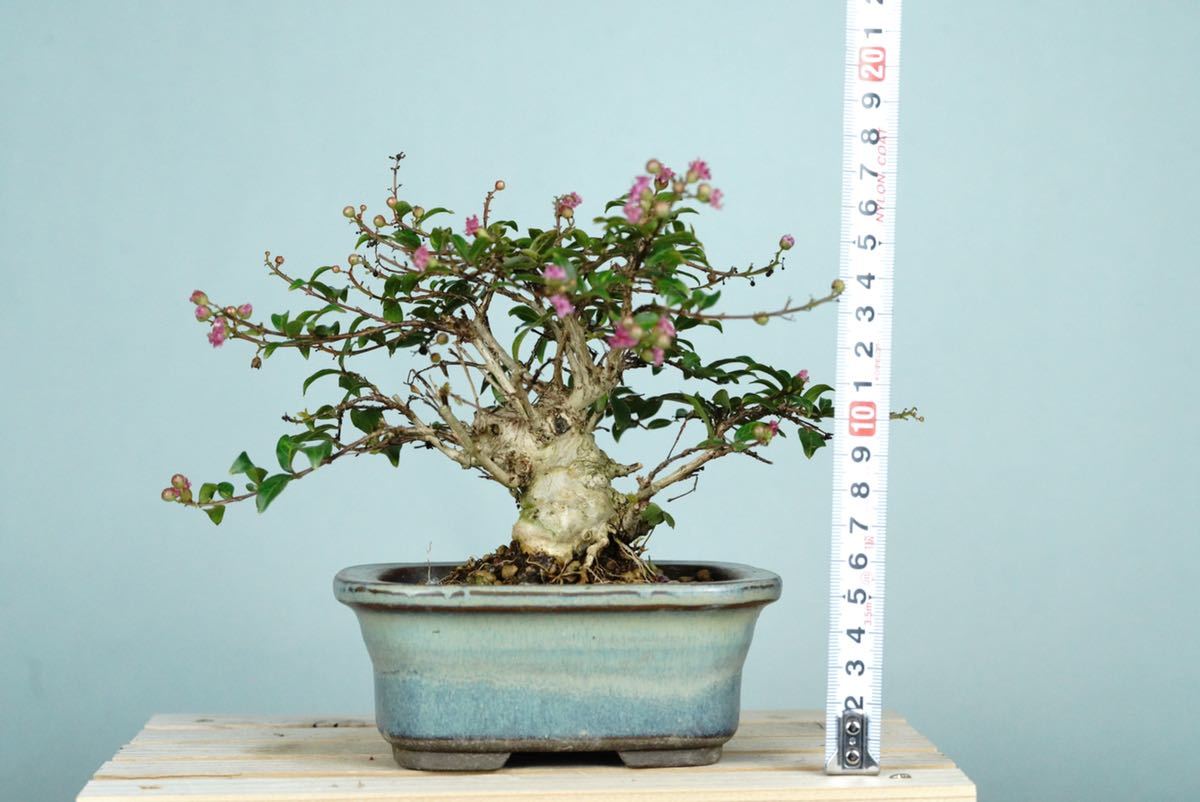 亦盆栽」小品盆栽 サルスベリ 百日紅 姫サルスベリ ミニ 小品 盆栽 素材