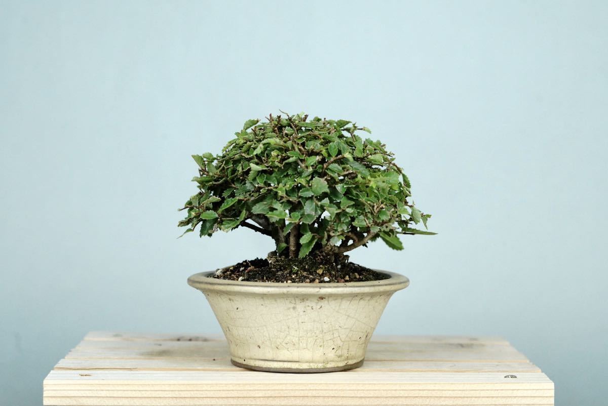 亦盆栽」小品盆栽 楡欅 ニレケヤキ bprsubang.com