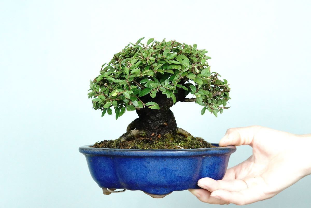 亦盆栽」小品盆栽 太幹 楡欅 ニレケヤキ bprsubang.com