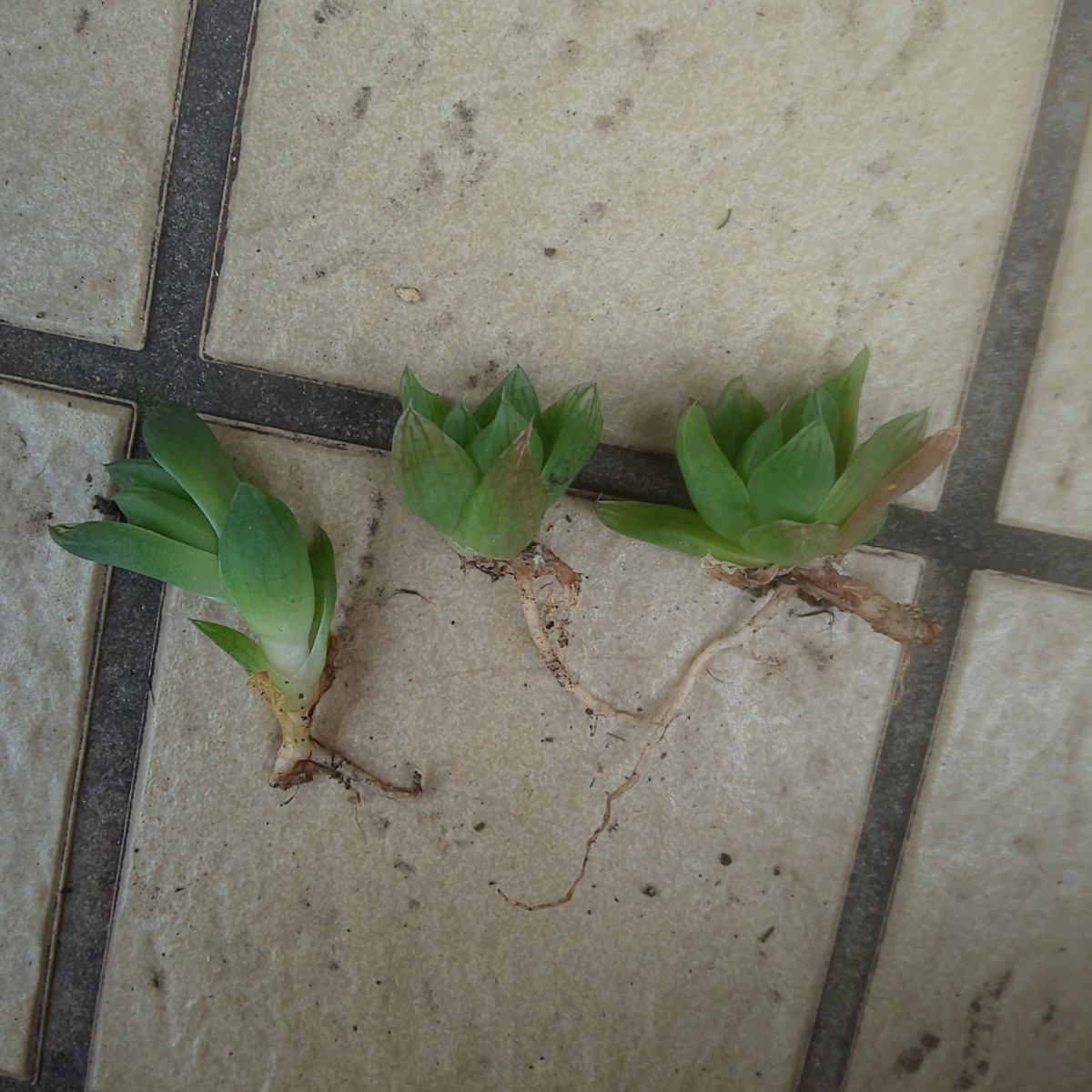 多肉植物 ハオルチア 京の華 抜き苗 小かぶ