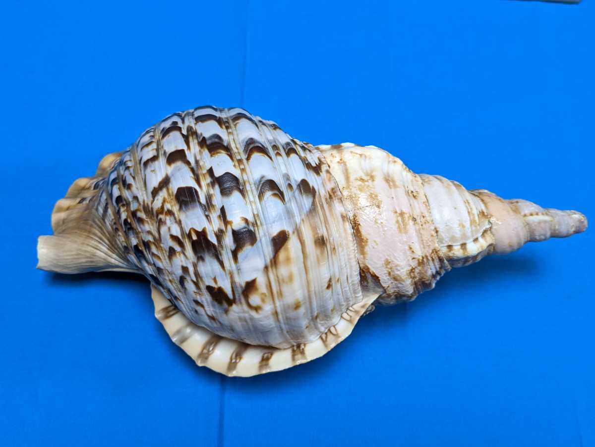 法螺貝 極美品 37cm 特大 貝 貝殻 ホラガイ ホラ貝 ほら貝 標本 