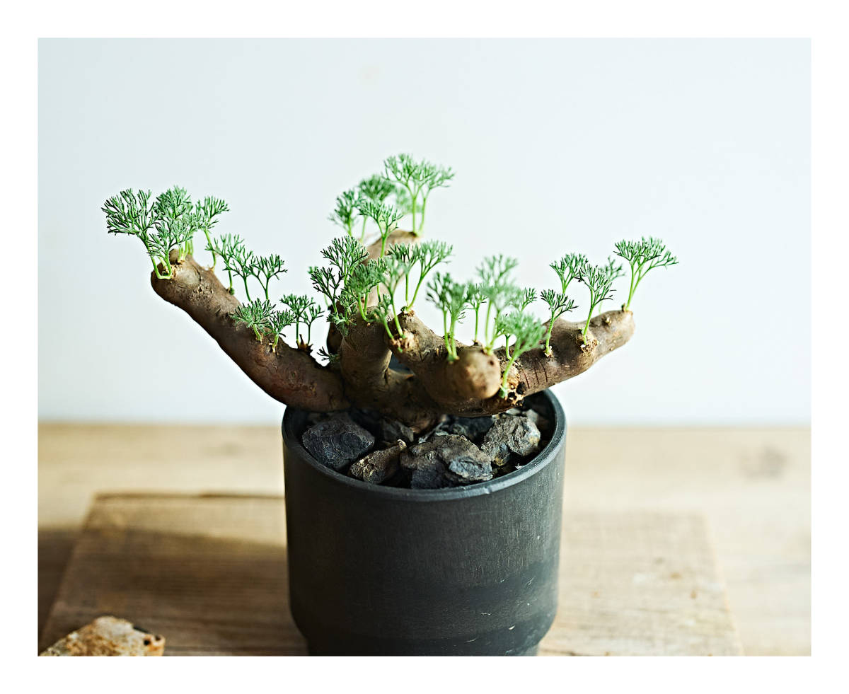 発根済】モンソニア ムルチフィダ 塊根植物 | isn-india.org