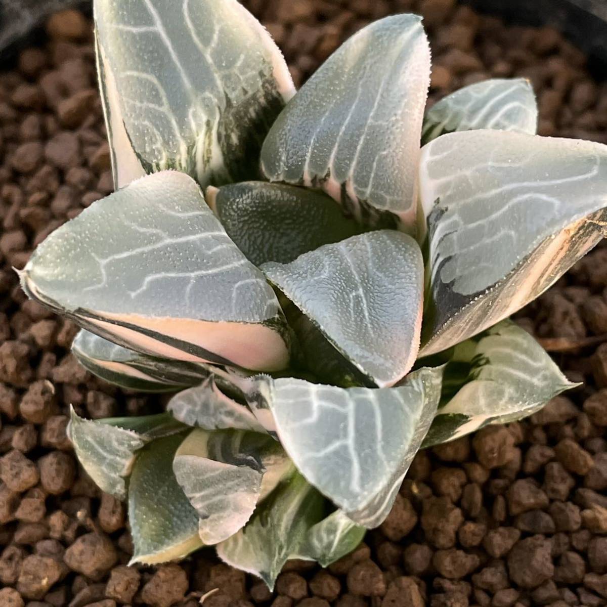 お得得価】 ヤフオク! - 多肉植物 ハオルシア コレクタ錦 中島実生